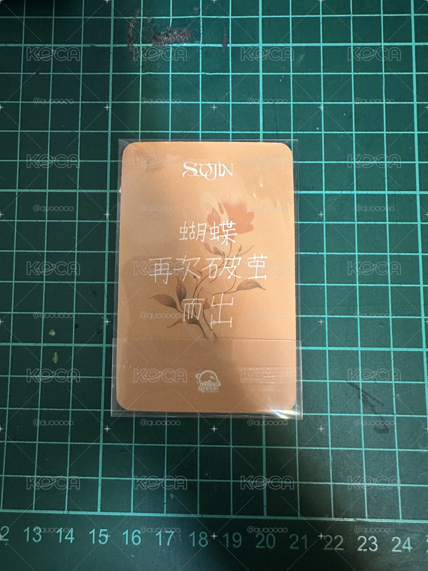 熊貓珍 sr中背