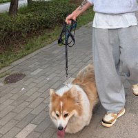 友榮的狗