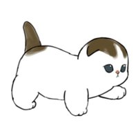 蘇格蘭摺耳貓