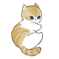 英短橘貓