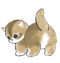 金漸層貓