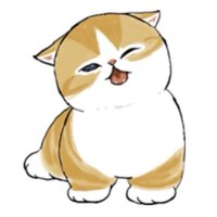 美國英短橘貓