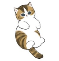 玳瑁白貓