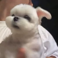 某欸某欸Q