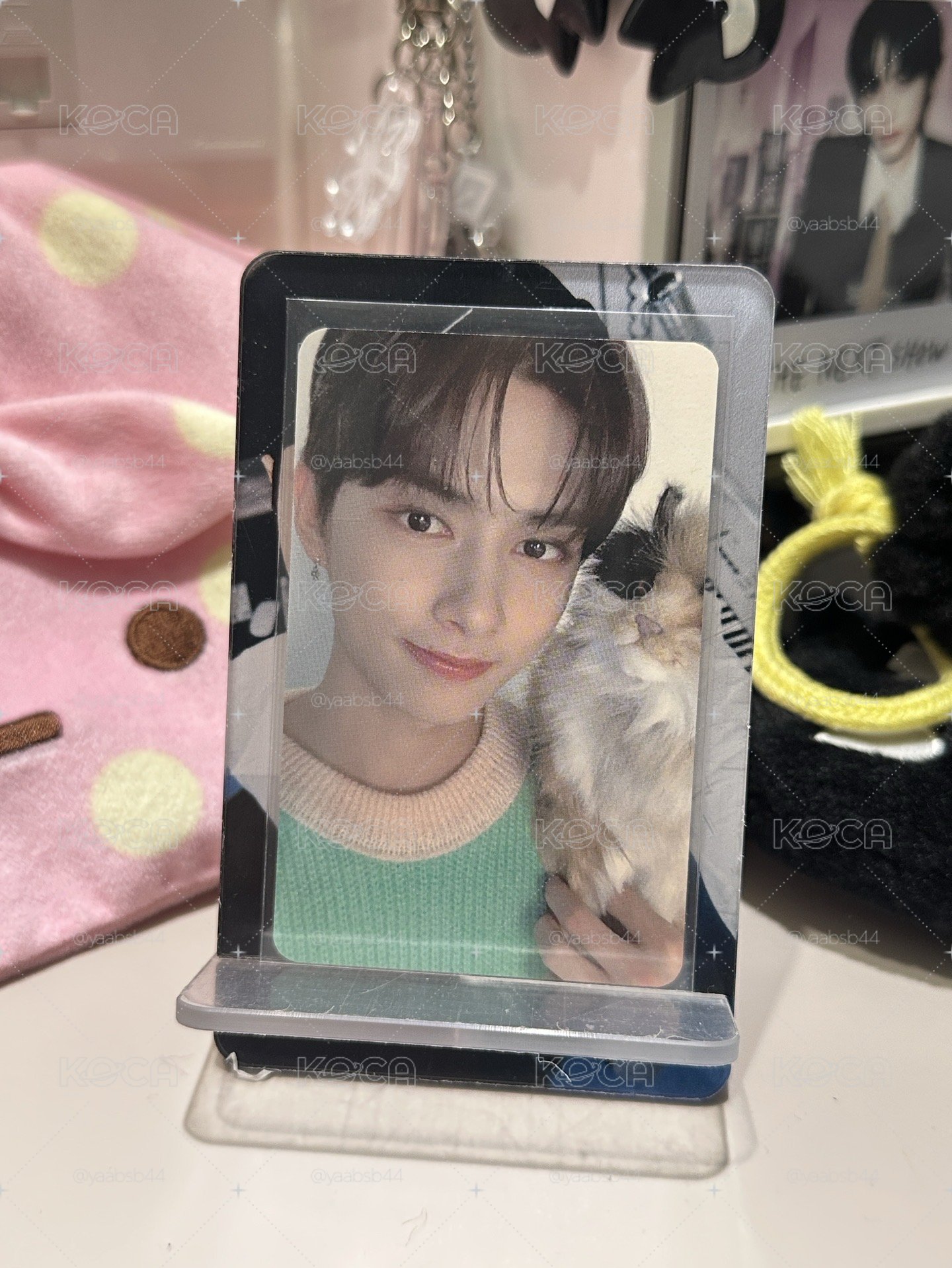 🐈俊 20年曆抱貓