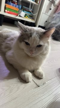 咖波球