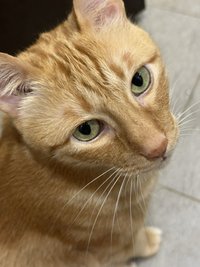 小核桃