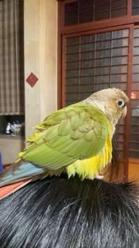 呵呵呀呵呵