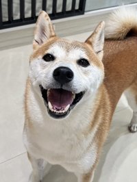 qin