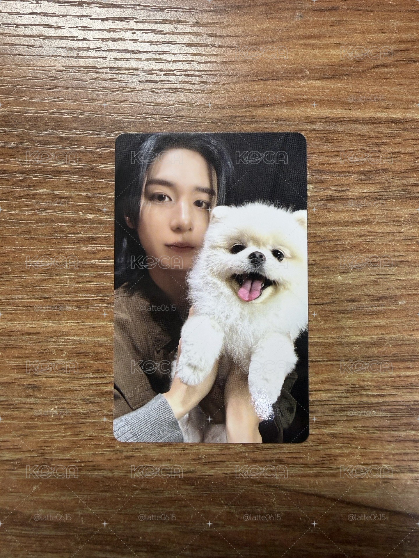 WVS 特典 狗狗卡