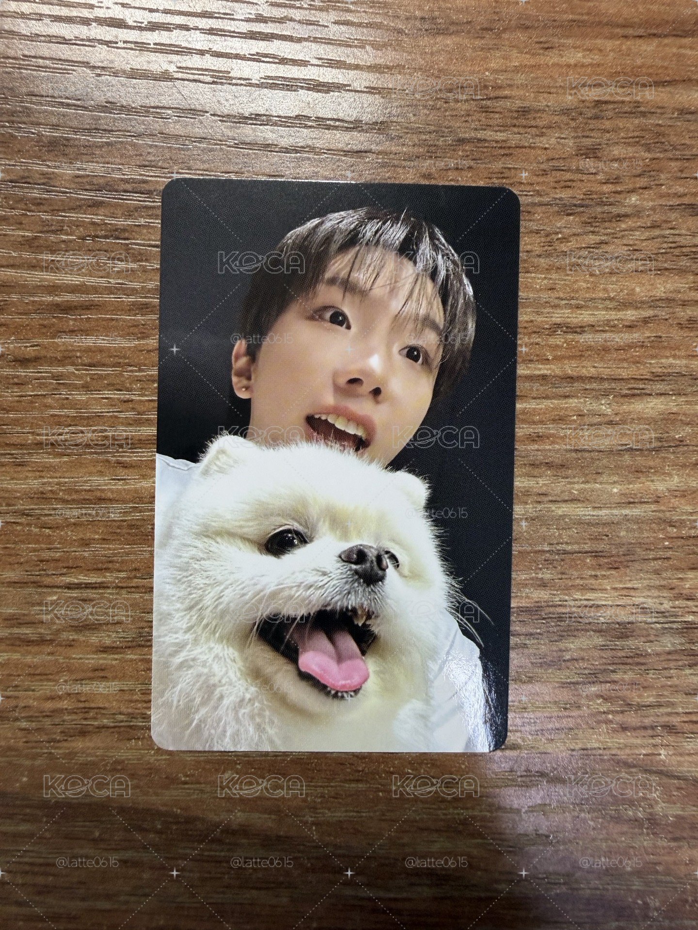 WVS 特典 狗狗卡