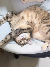 我有一條貓