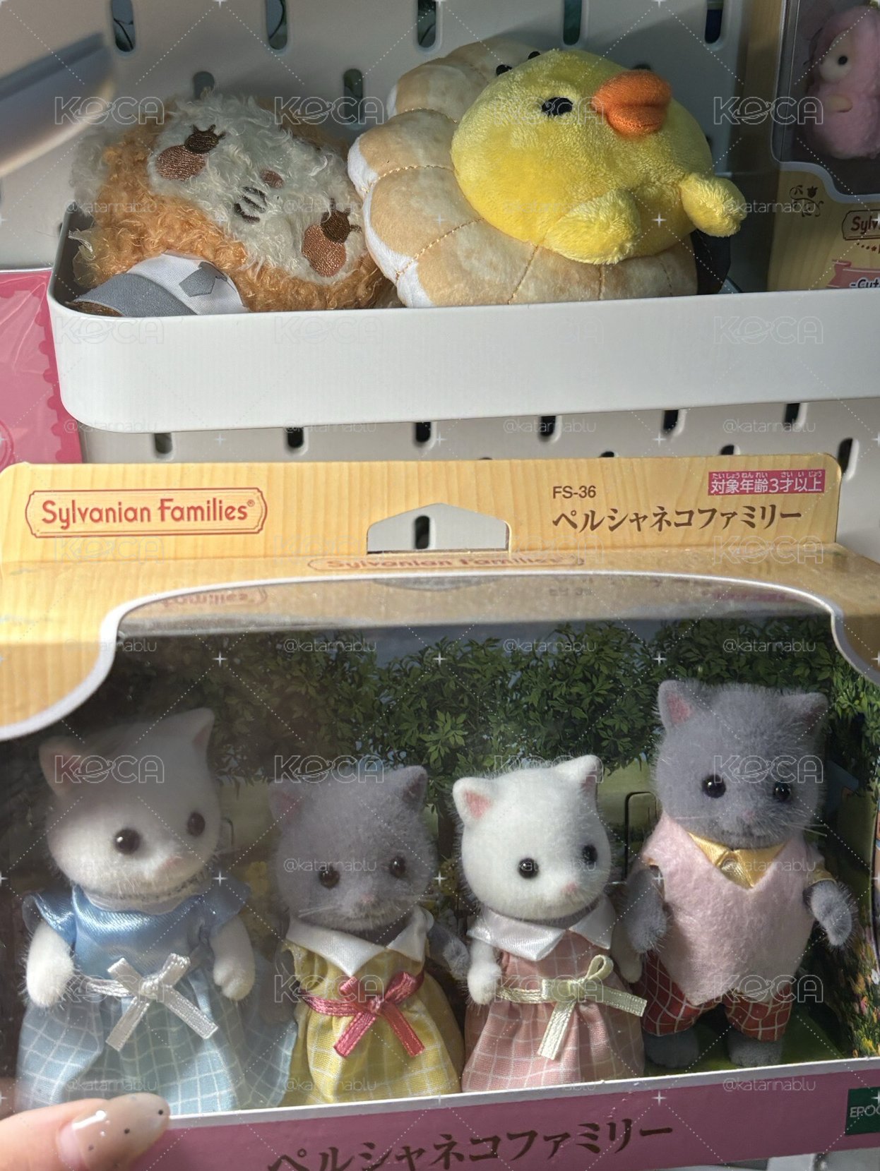 波斯貓家族( ʚ̴̶̷́ ༝ ʚ̴̶̷̥̀ )