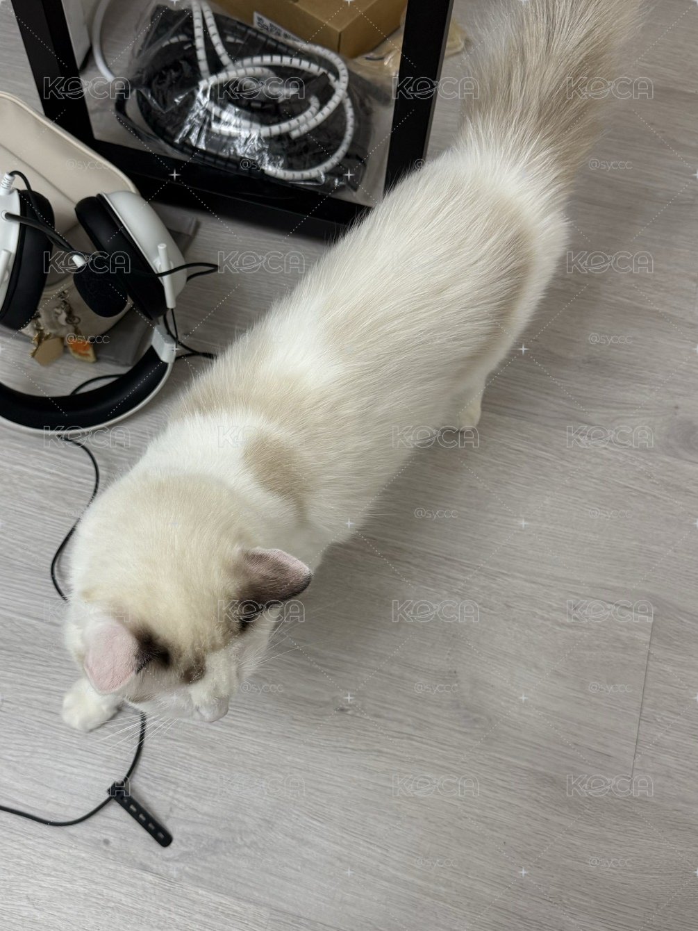 【快速競標】塔店幸運卡玧