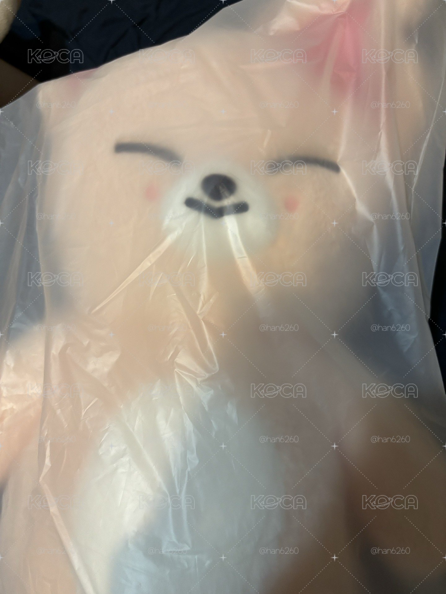 寅泰迪