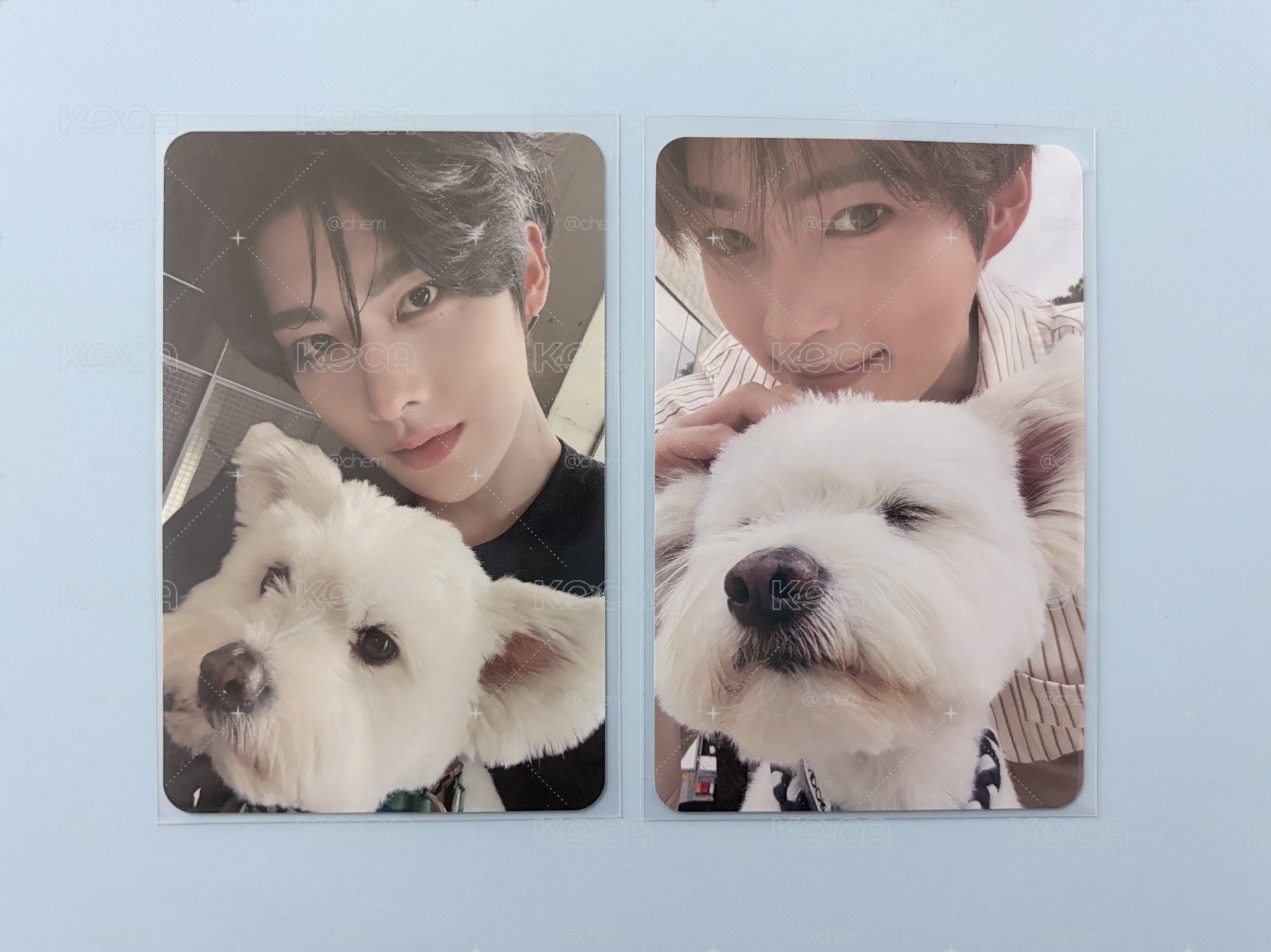 🐱🐹狗狗卡