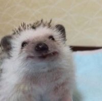 萱