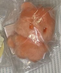 傘（橘）