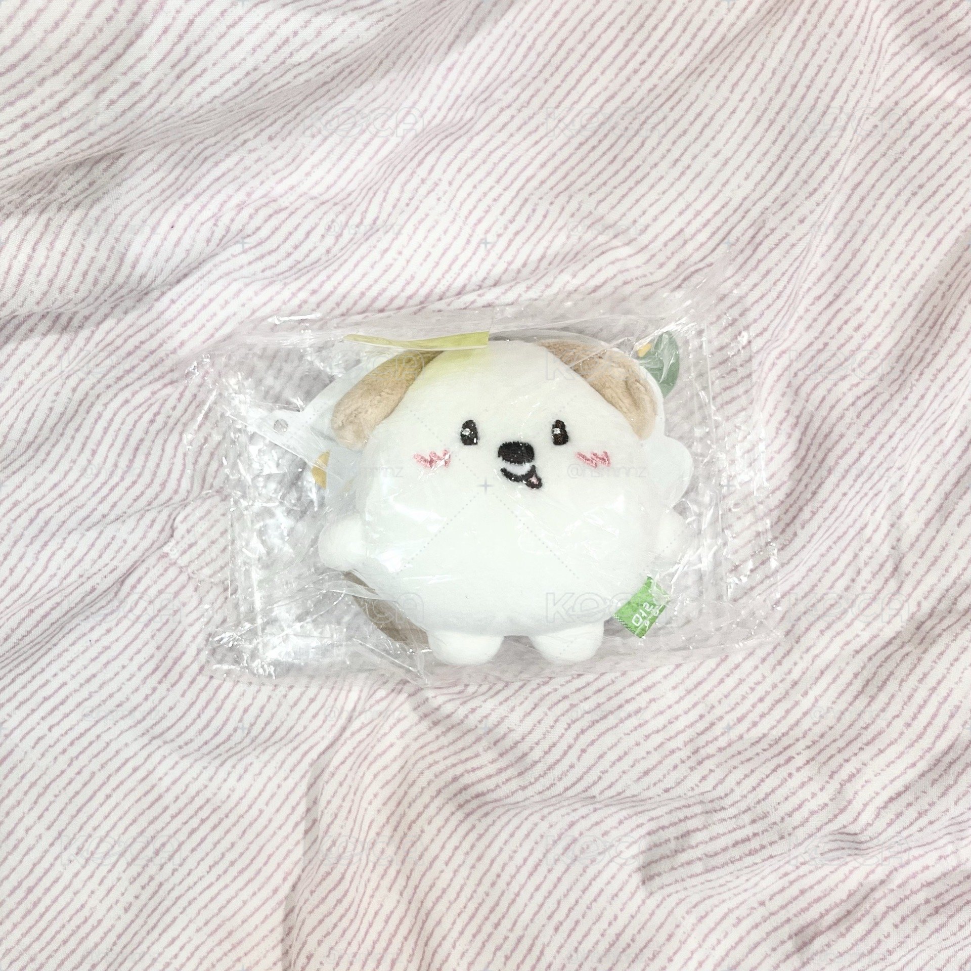 Riize 狗龍糰子