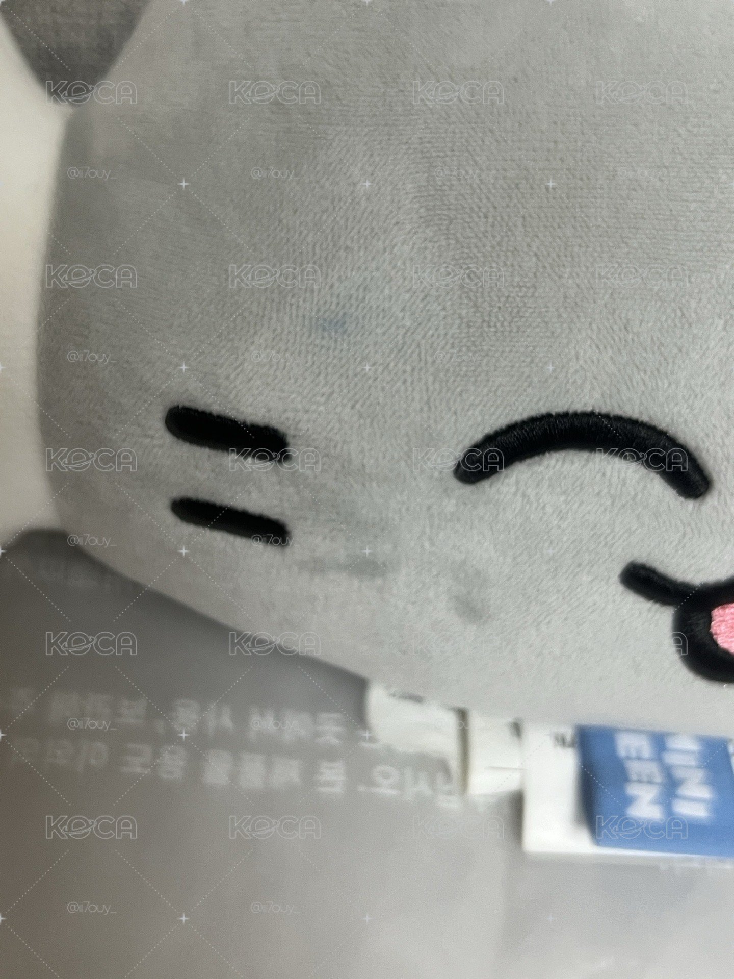 一次帶三隻貓回家
