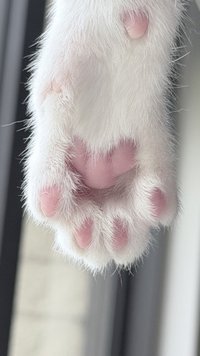 小費雪