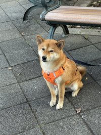 拉