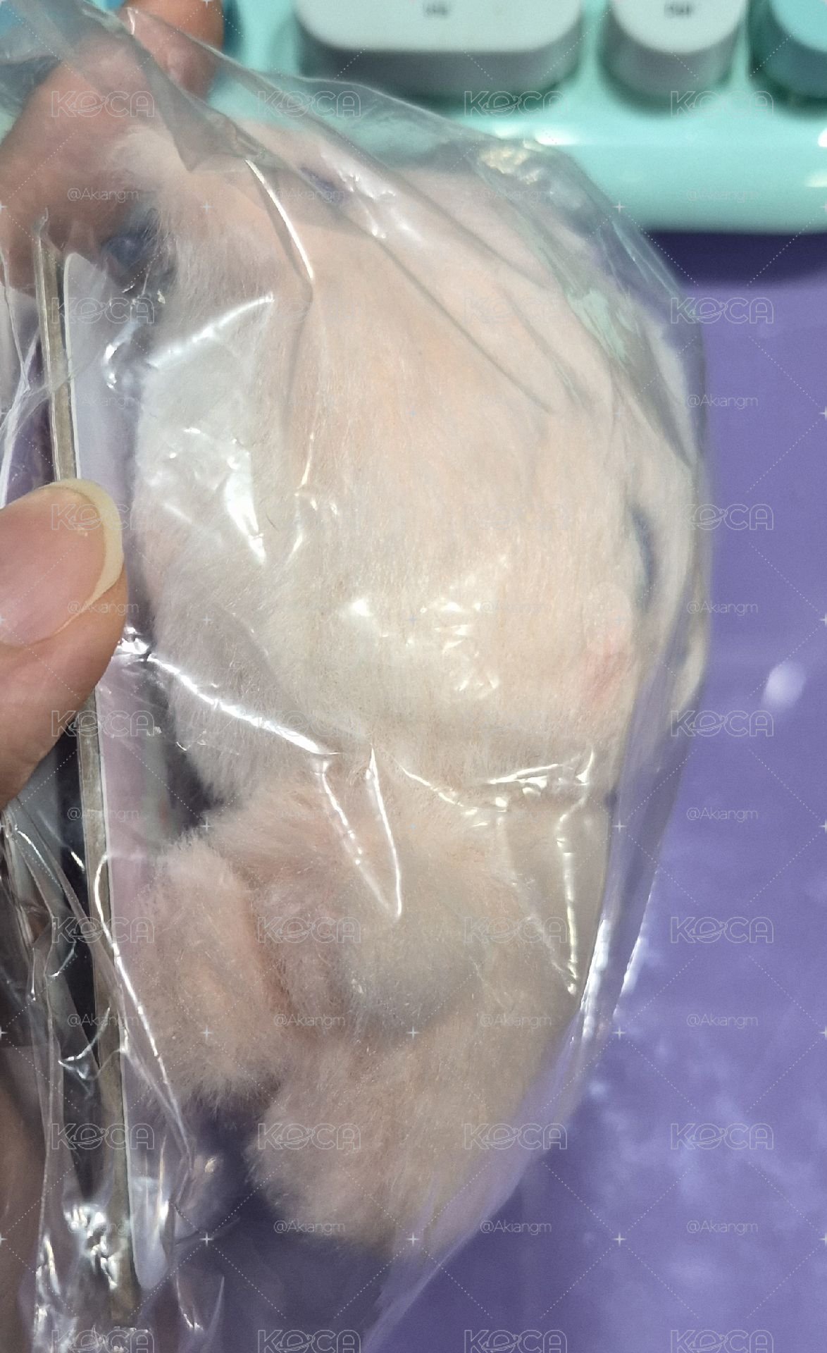 混色娃傘