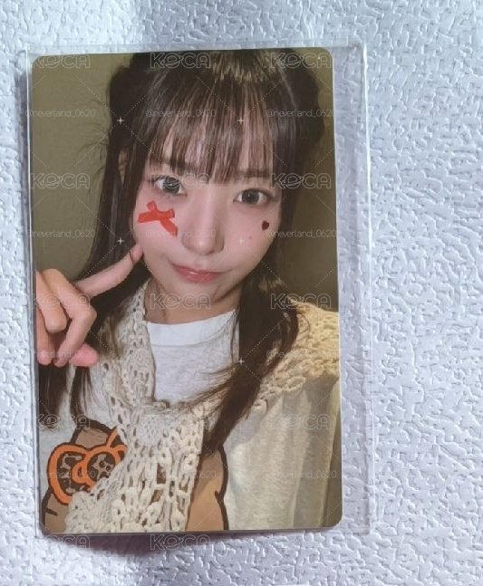 蝴蝶結燕
