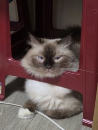 夢璃