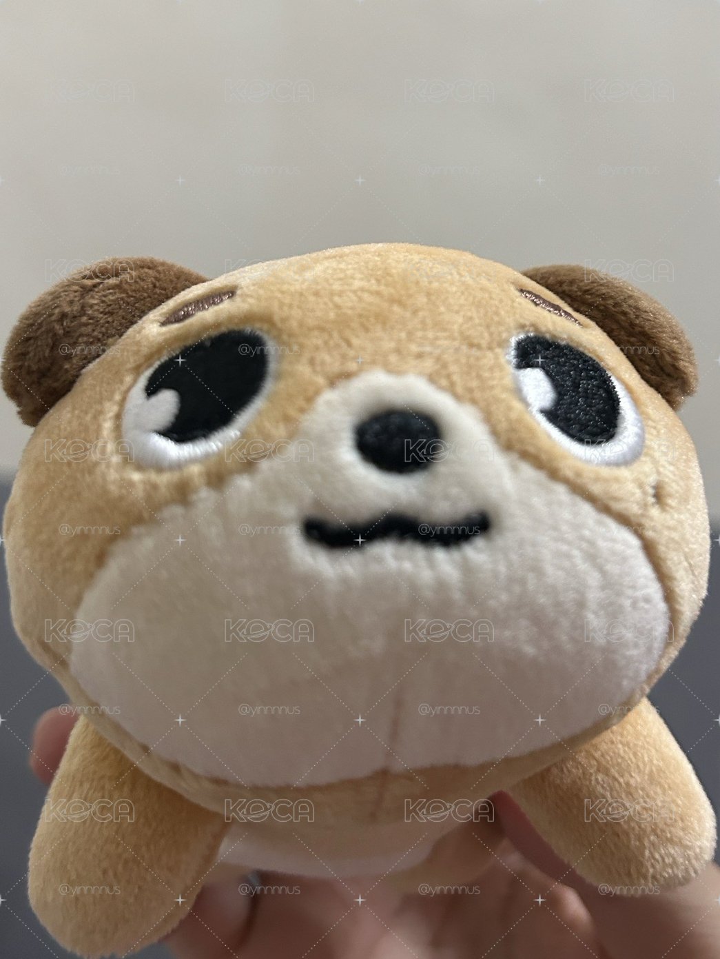 看起來很笨的趴娃🐶
