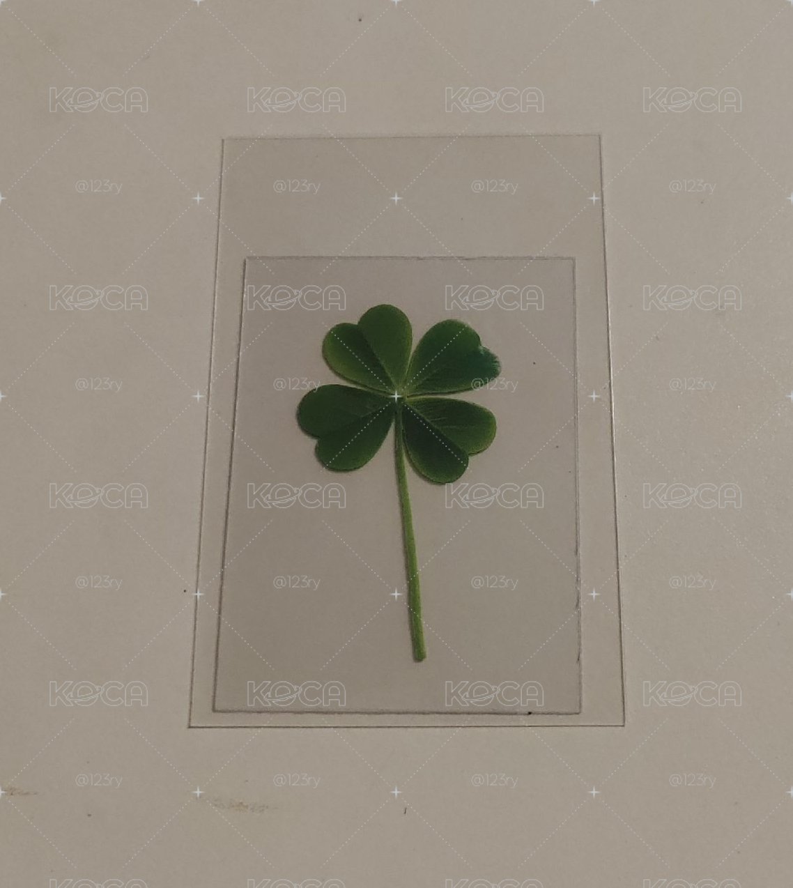 四葉草🍀
