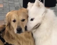 Jodi