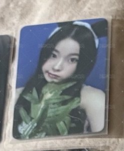 熊貓圭