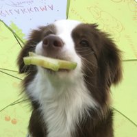 花椰菜達咩