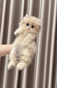 小喵