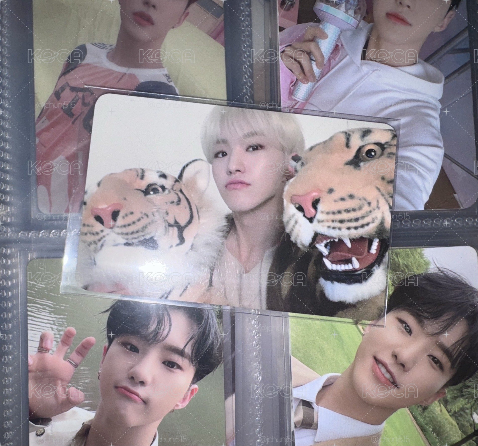 三虎🐯