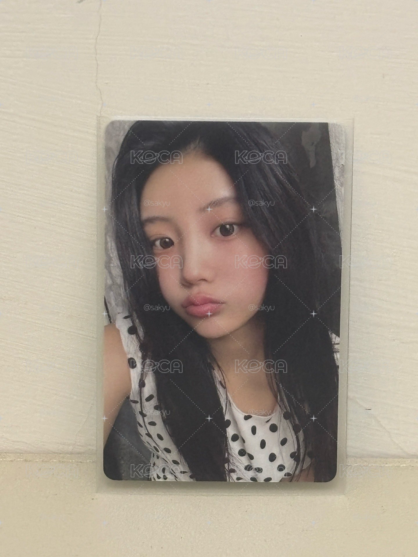 Wonhee 中背 你的豚博基尼