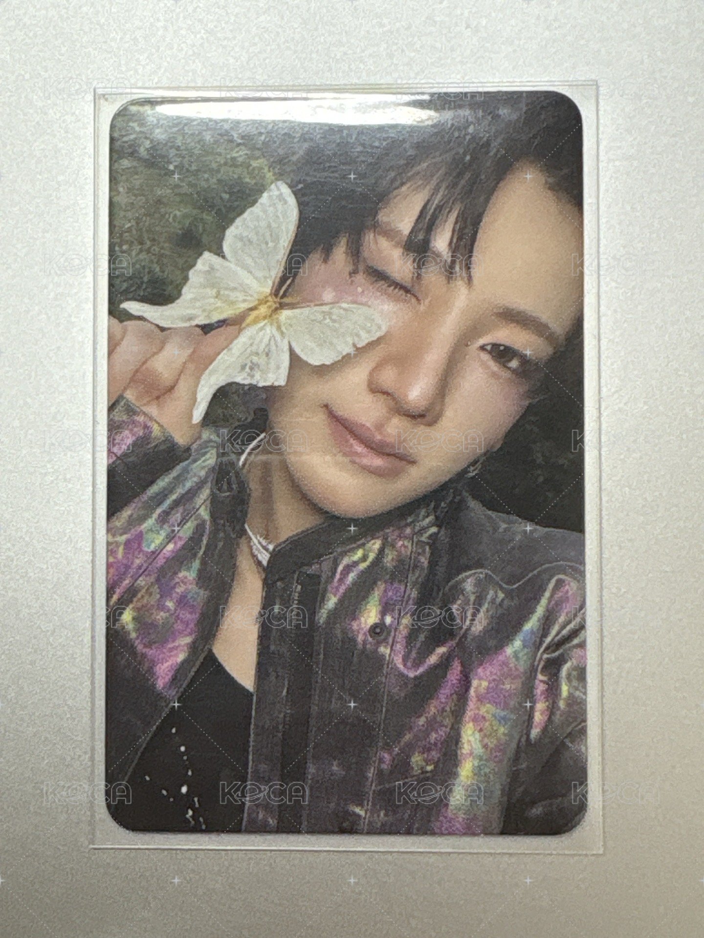 蝴蝶貓貓