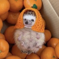 刺蝟🦔🐯🍊🦌