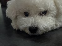 b_zz