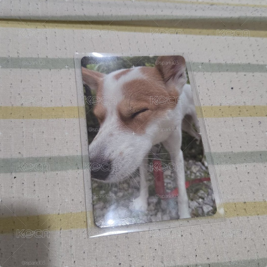 容琪小卡