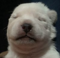 🍎🐶🍞