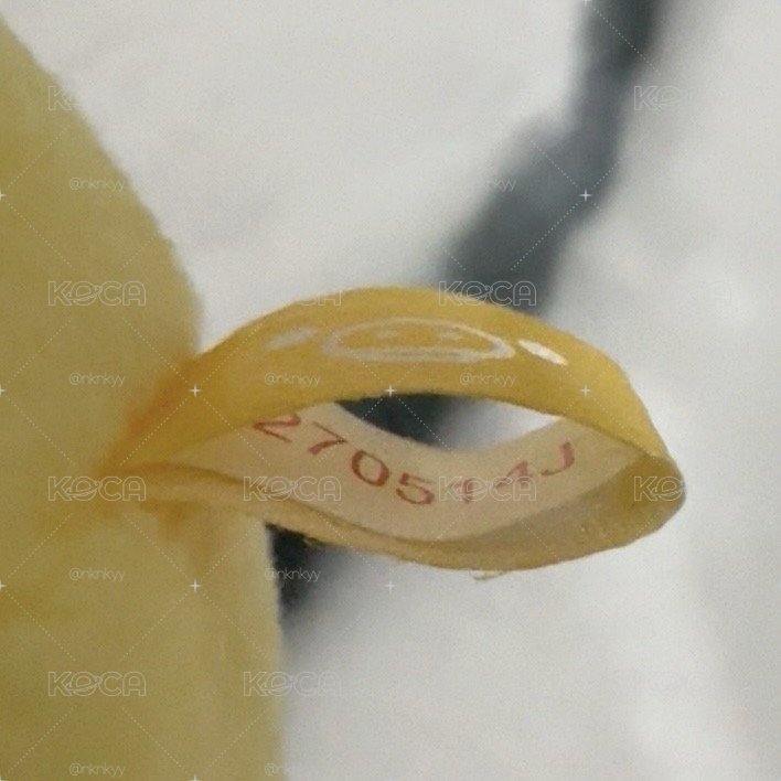 2014款 皺眉打掃雞手玉 有豆袋 皺眉打掃鼻孔雞 小黃雞 鼻孔雞