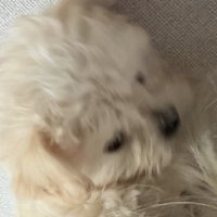 xinoxo