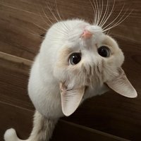 瓊道穗宮媛