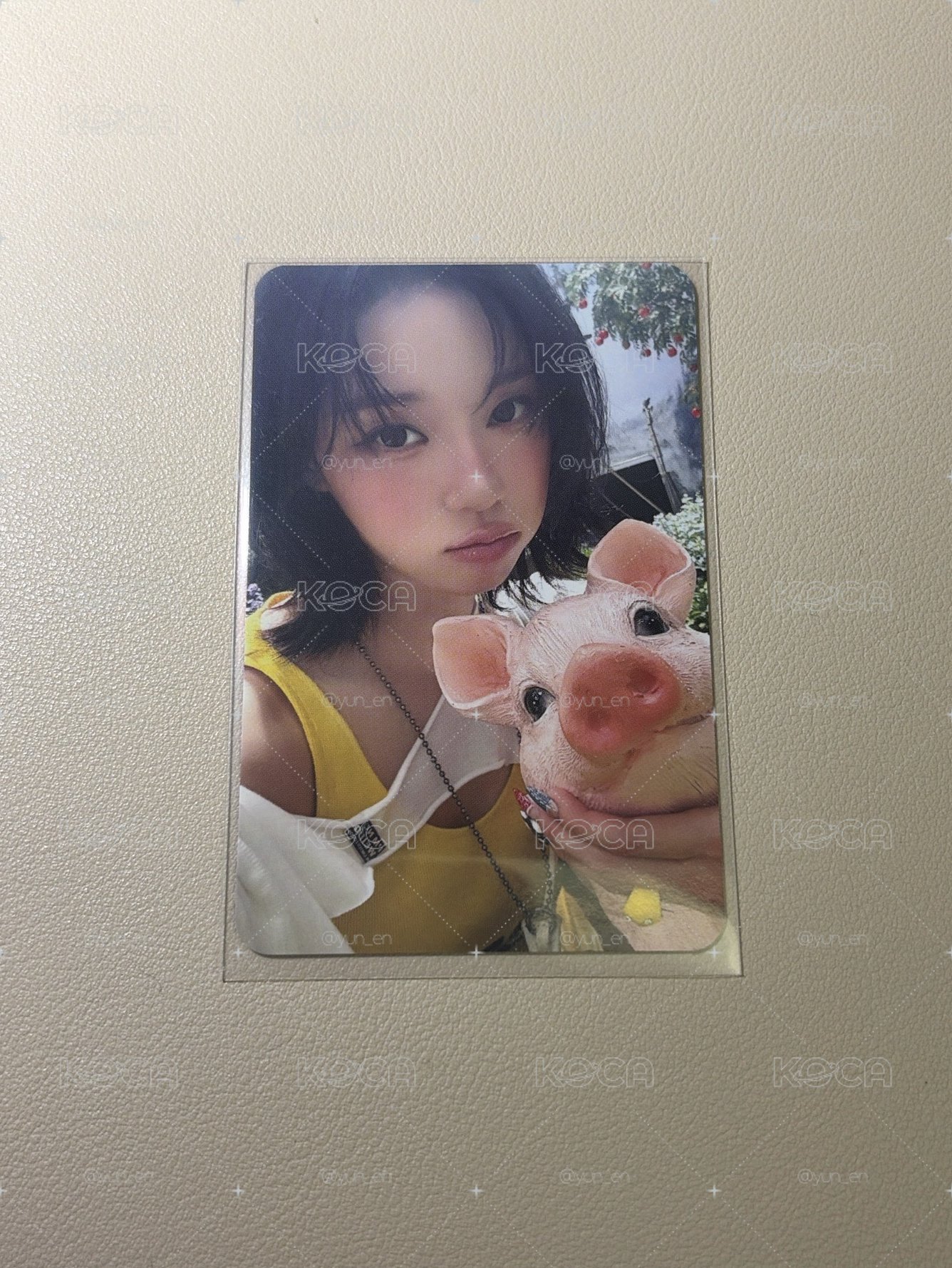 小豬冬
