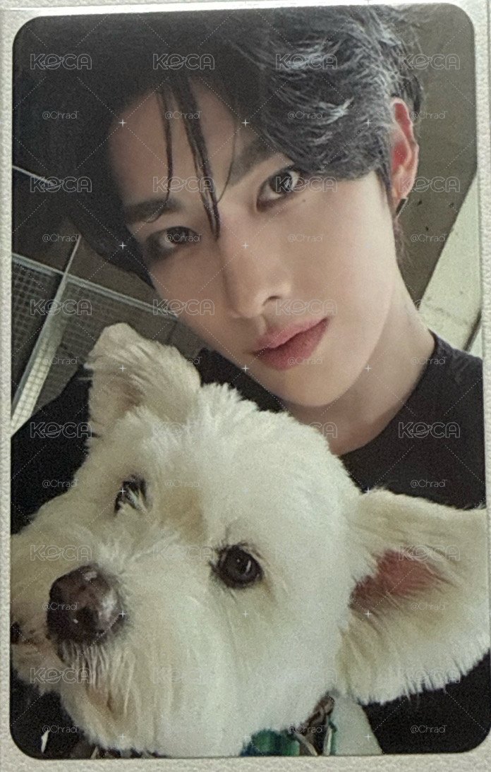 銳正規一專卡 很萌的一張狗狗卡🐶