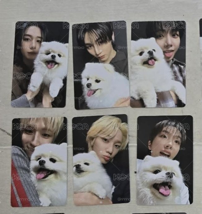 HOME Weverse PB特典 狗狗卡