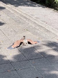 出複數救錢包