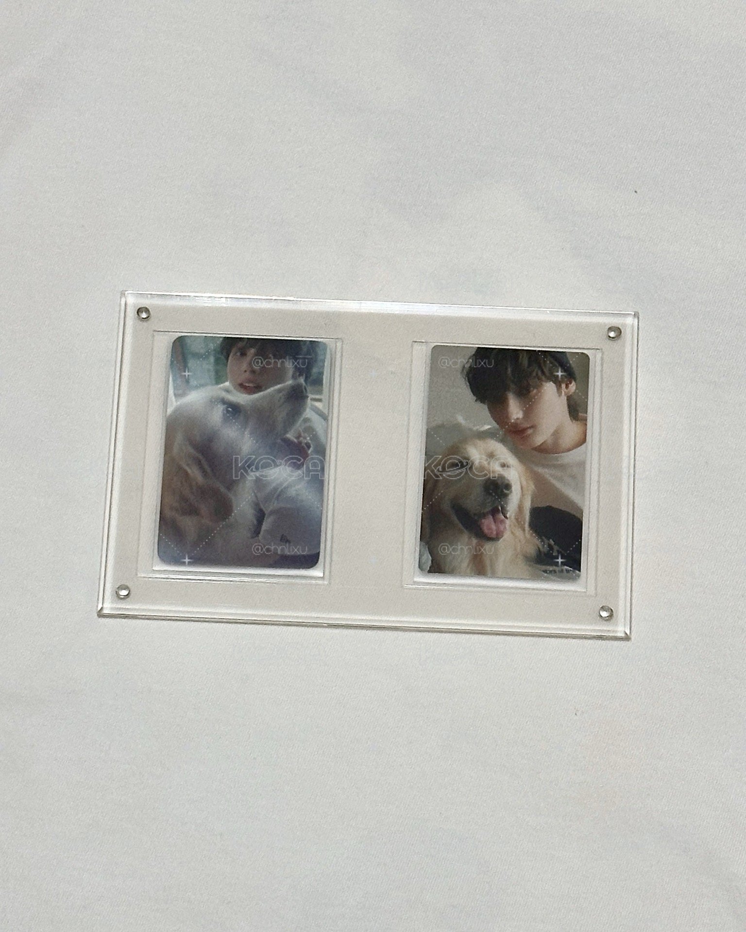 寧 迷七 狗狗卡